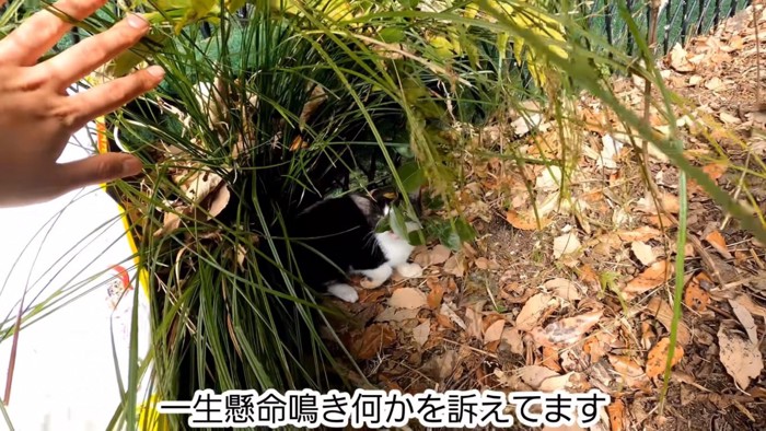 訴える子猫