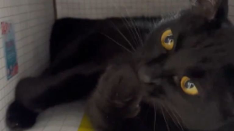 箱の中にいる猫