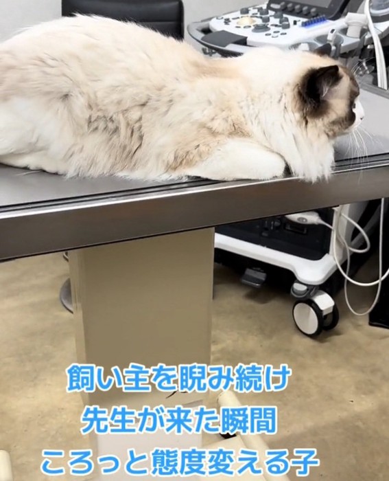 姿勢をかがめるムンタちゃん