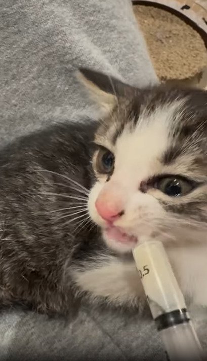 ミルクを飲む子猫