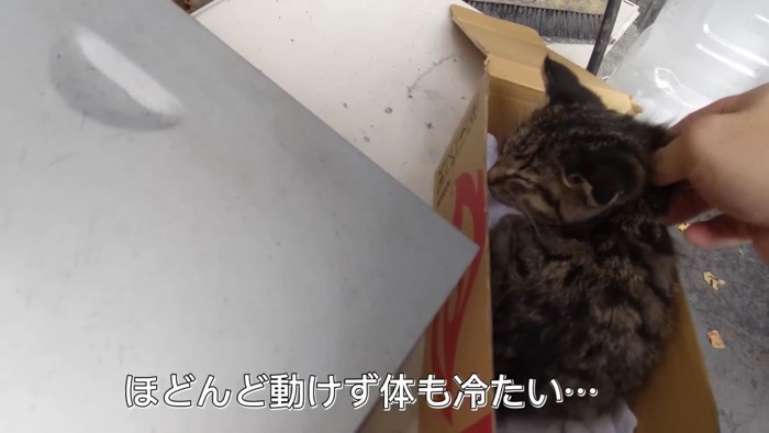 ボロボロの子猫