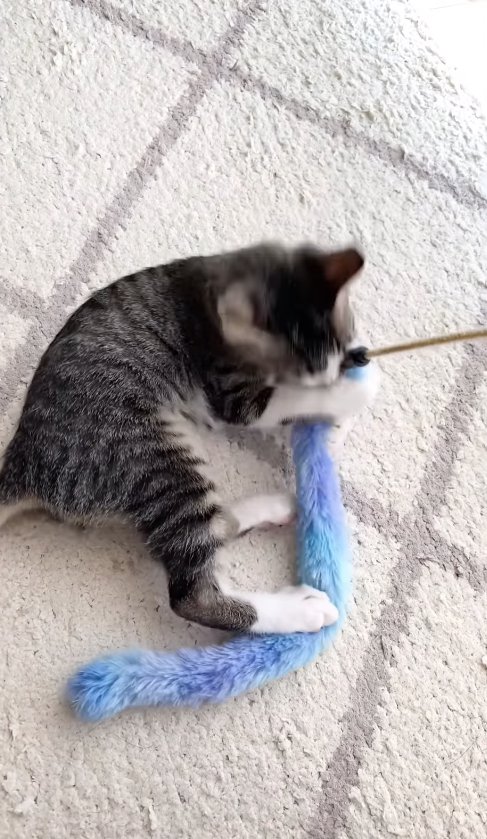 猫じゃらしを両手で抱えて噛みついている猫