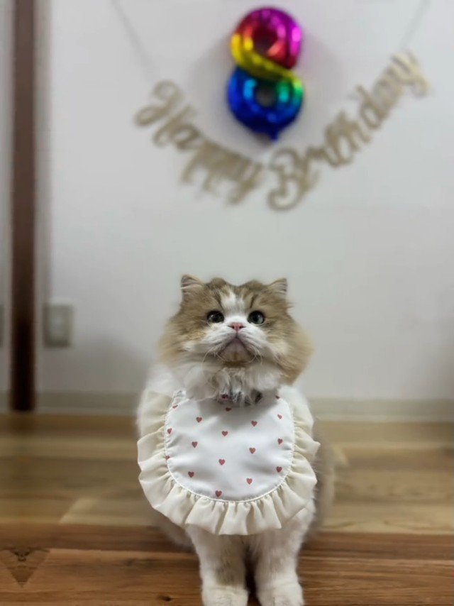 座って前を見る猫