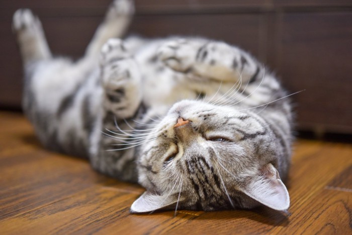 リラックスする猫