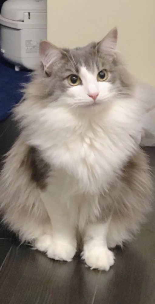 冬毛の直哉くん