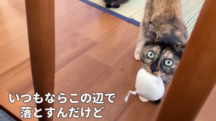 人形を咥えて鳴くサビ猫