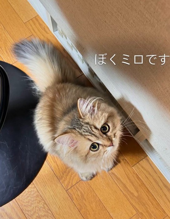 「ぼくミロです」と書かれた写真