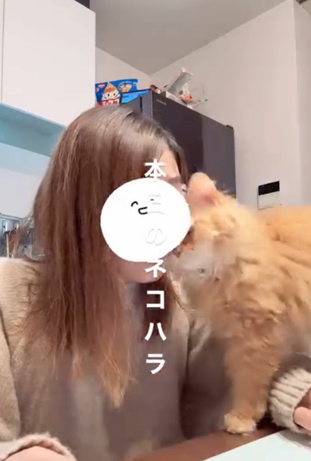 パソコンの前を横切ろうとする猫