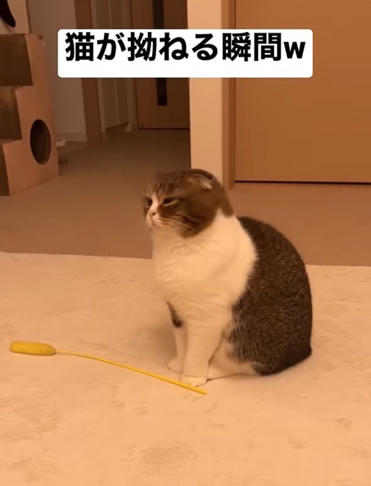 後ろを向く猫