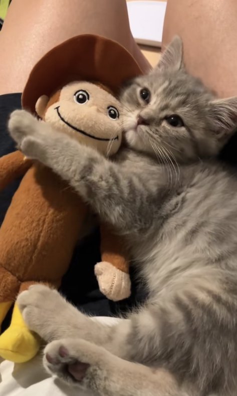 飼い主の膝の上でぬいぐるみを抱えて左前足を伸ばしている子猫