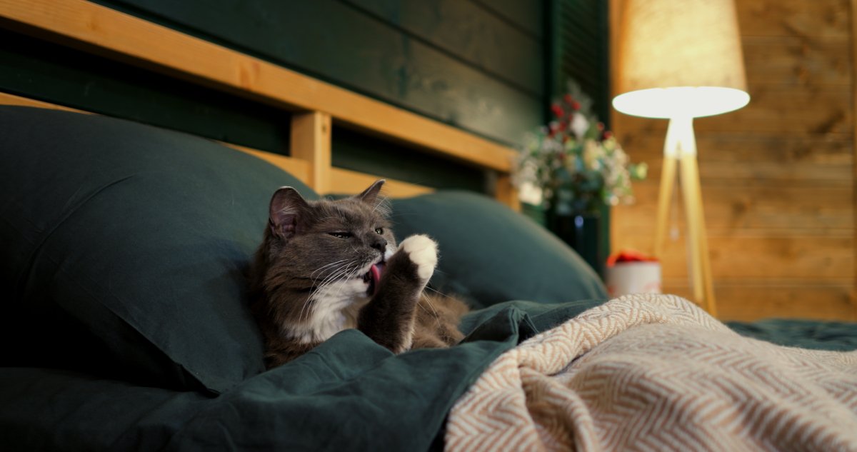 ベッドを独占する猫