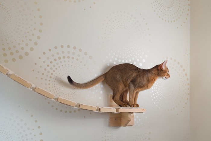 キャットウォークを使うアビシニアン