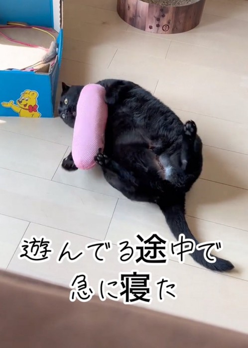 ぬいぐるみを舐める猫