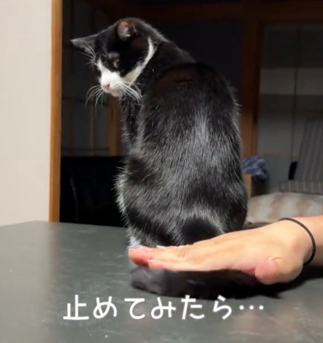 振り返る猫