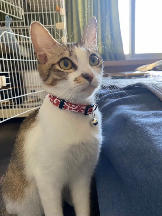 座って見上げる猫