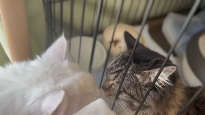 ケージ越しに顔を寄せ合う猫ちゃんズ
