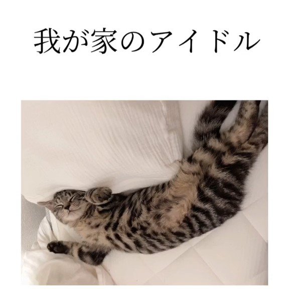 仰向けで寝る猫