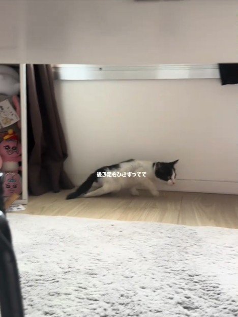 後ろ足を引きずる子猫