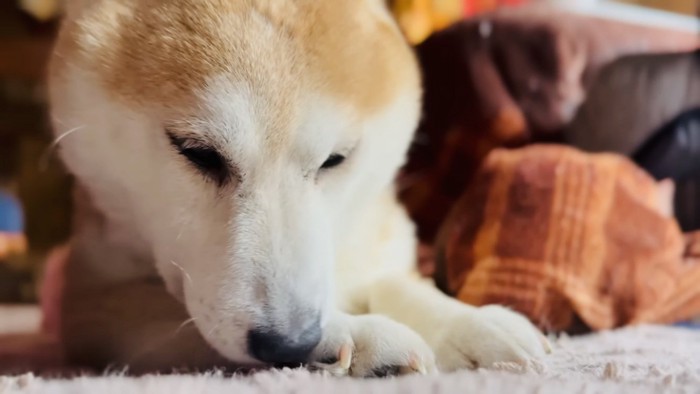 カーペットの上で毛繕いする柴犬