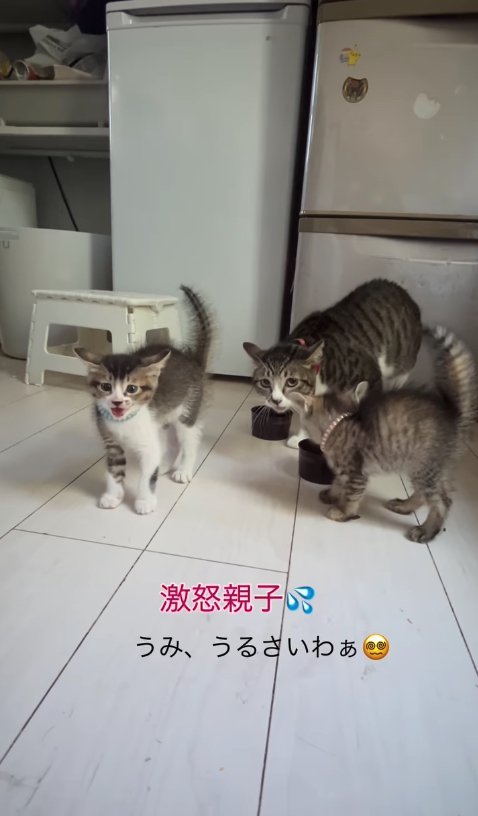 カメラ目線で尻尾を膨らませている画面左にいる子猫と、母猫の方を見ている子猫