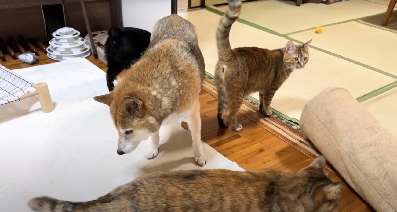 犬のまわりに猫3匹