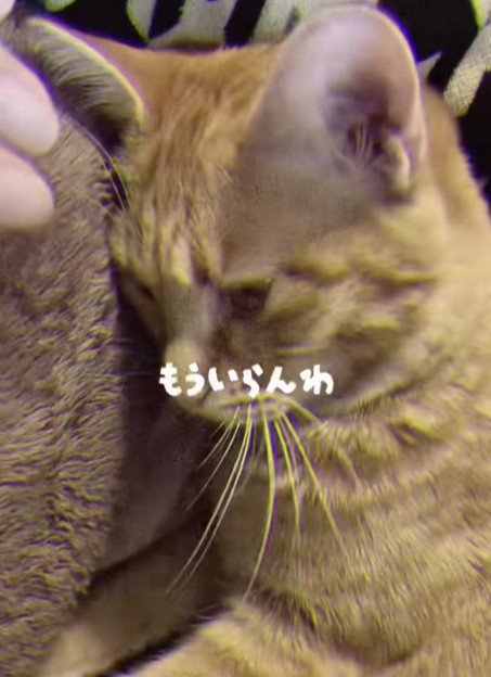 うつむく猫