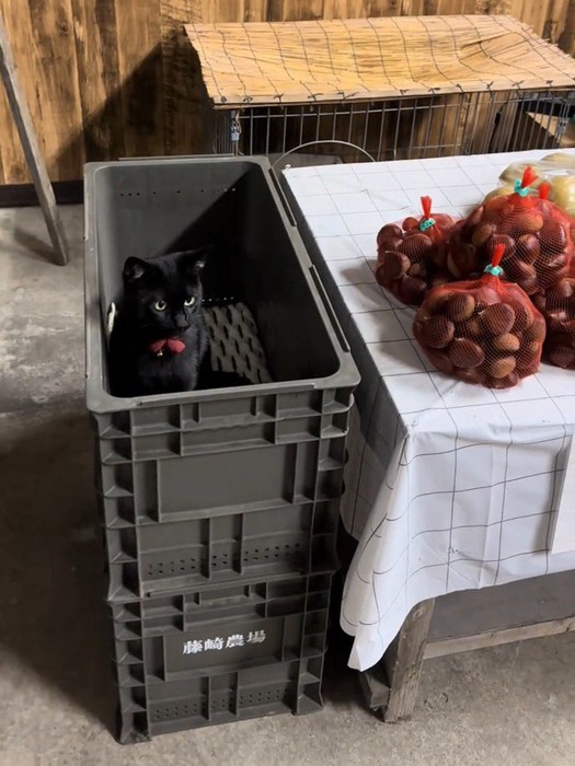 コンテナの中にいる黒猫