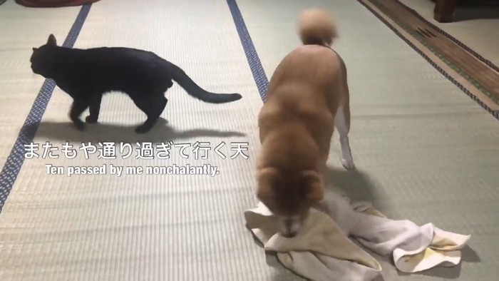 歩いていく猫とタオルで遊ぶ犬