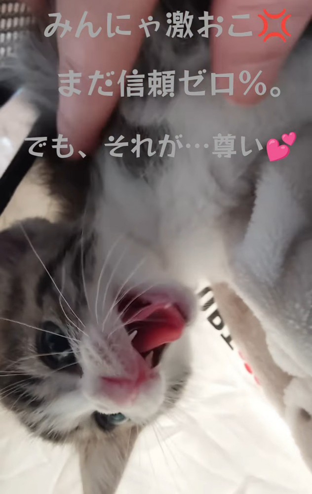 威嚇する子猫の顔