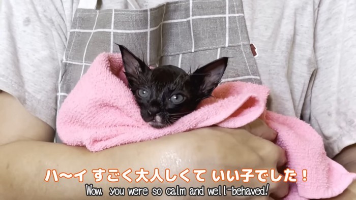 タオルに包まれる子猫