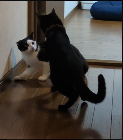 2匹の猫