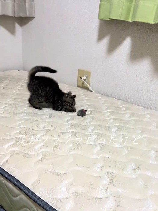 おもちゃで遊ぶ子猫