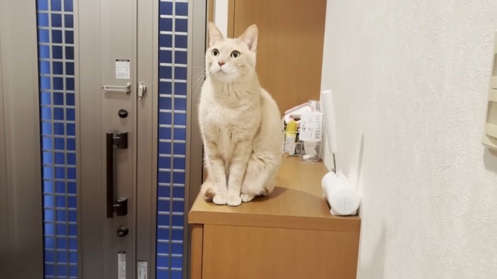 玄関の靴箱の上でお兄ちゃんをお出迎えするミックス猫