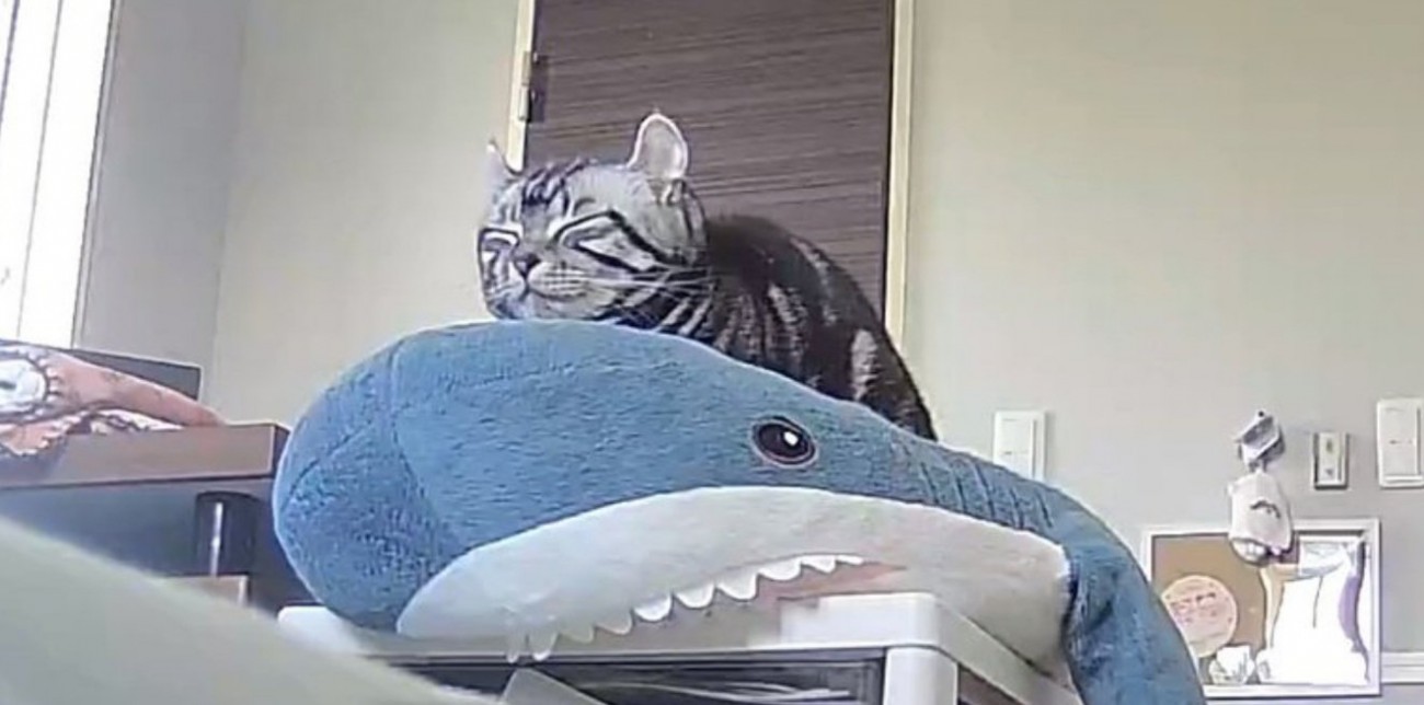 気持ちよさそうな表情のこめちゃん