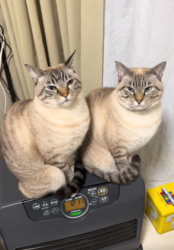 ストーブに乗る2匹の猫