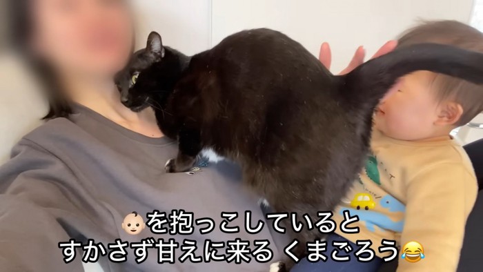 「すかさず甘えに来るくまごろう」