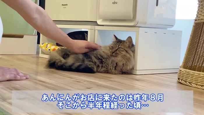 少しずつ撫でられるようになった猫