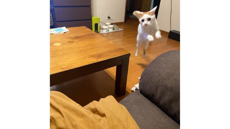 ジャンプする猫
