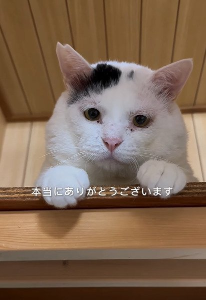 上から見下ろす猫