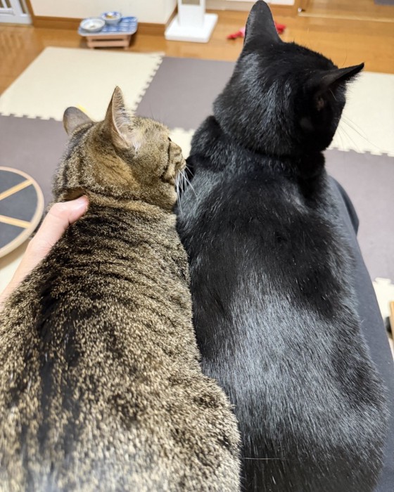 飼い主の膝の上でくつろぐ2匹の猫