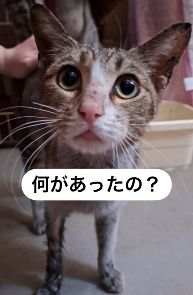 目を丸くしている猫