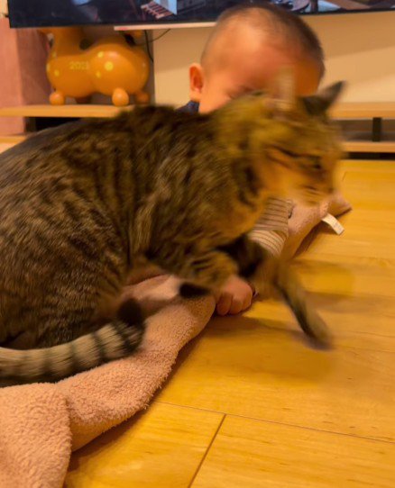 赤ちゃんから逃げる猫