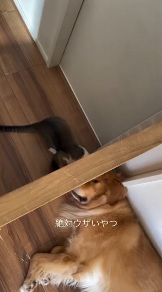 壁に前足を入れる猫