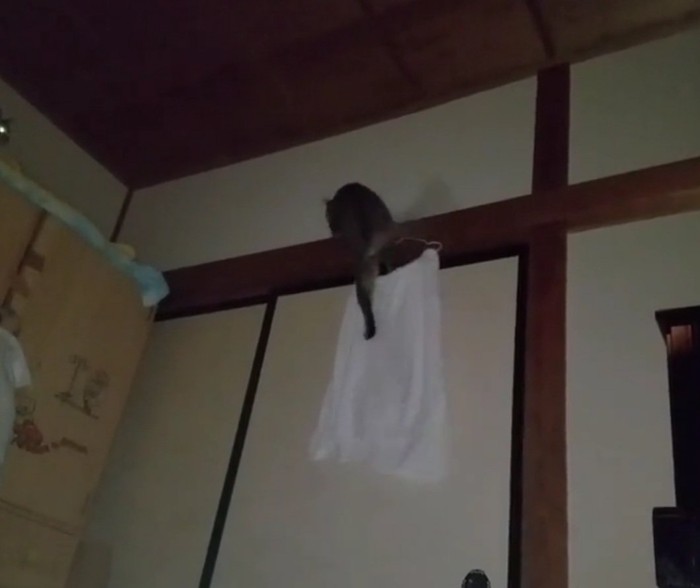 壁を渡るチルちゃん