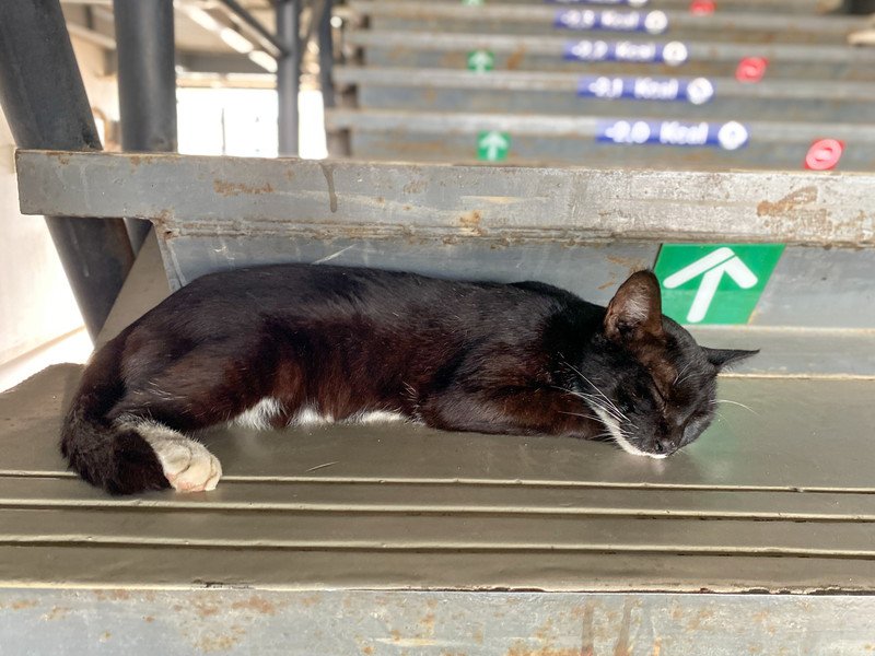 駅の階段で眠る黒猫
