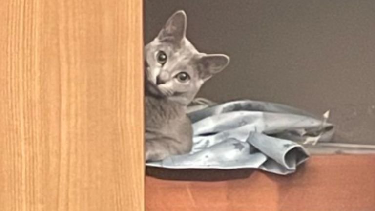 顔をのぞかせている猫