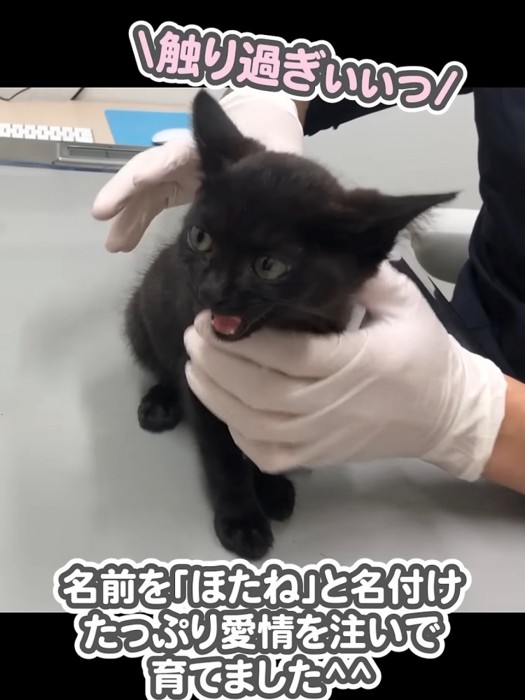 獣医に触られ怒る子猫