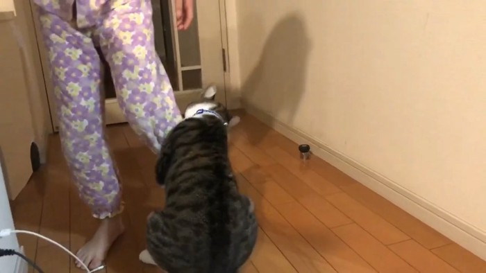 廊下 足にじゃれる猫