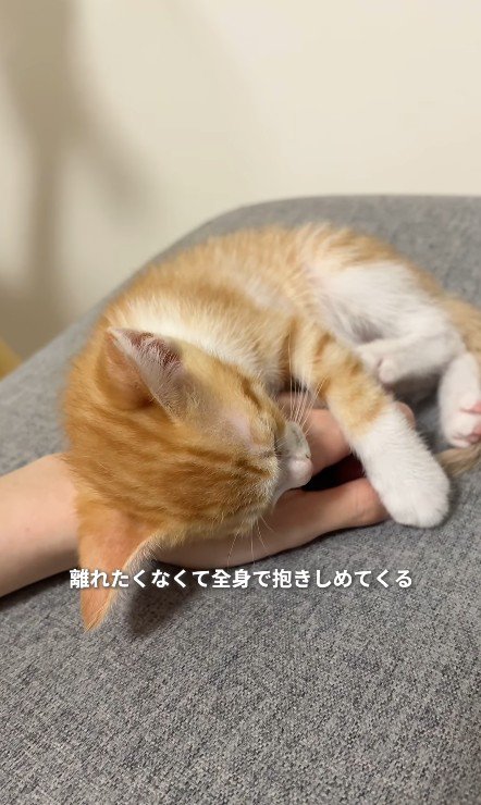 手の上で眠る子猫