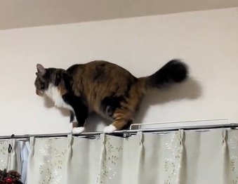 カーテンレールの上で前を見ている猫